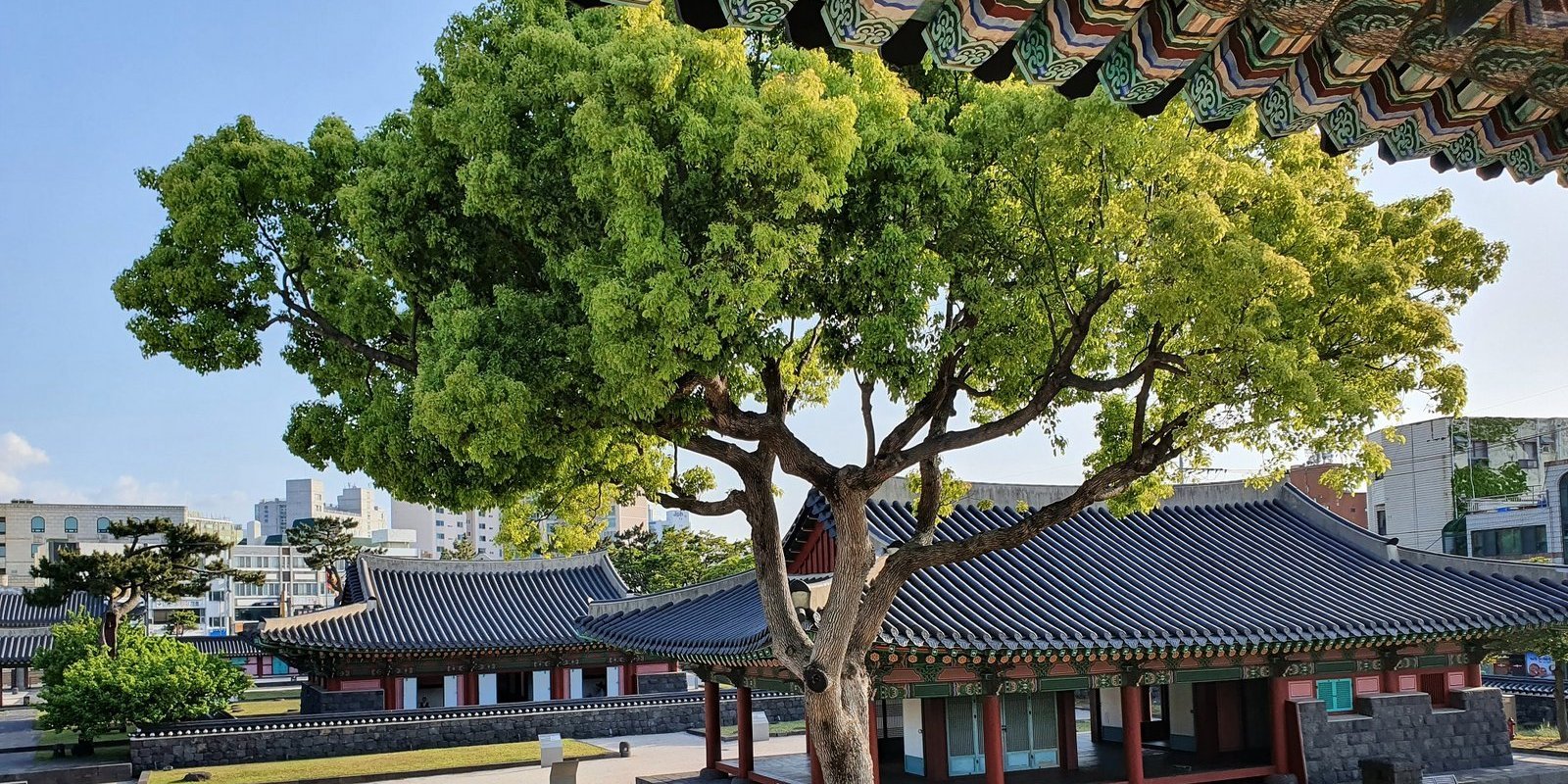 Ein Baum vor einem Tempel in Soongsil, Korea