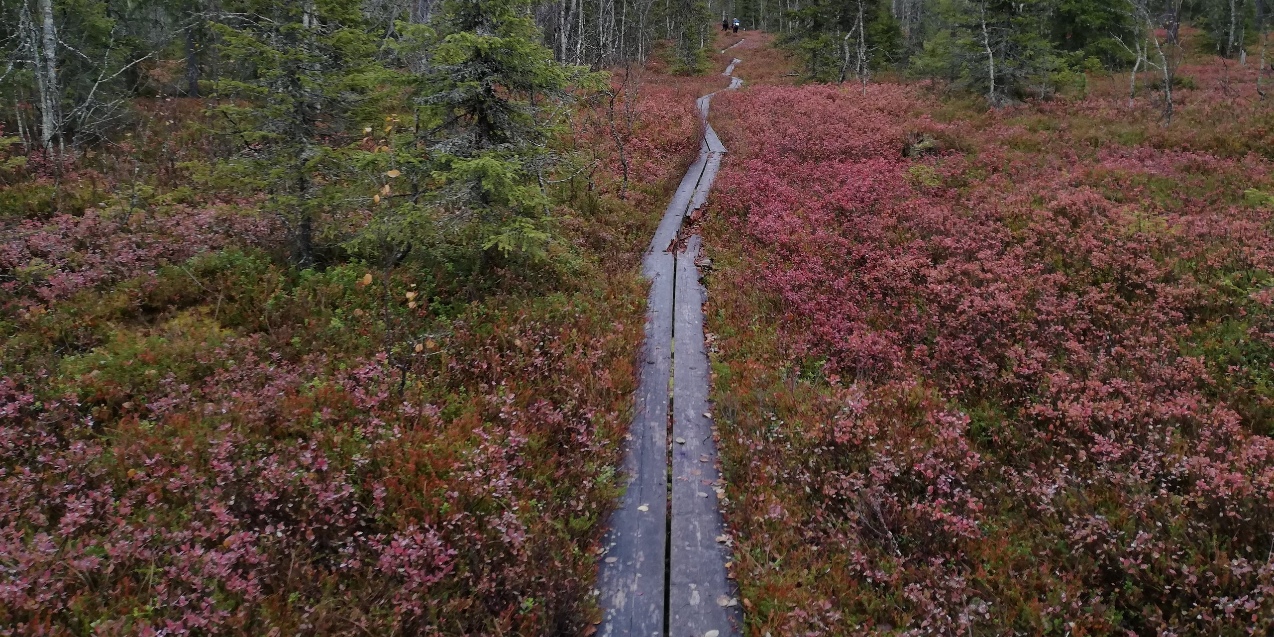 A forest trail in Finland